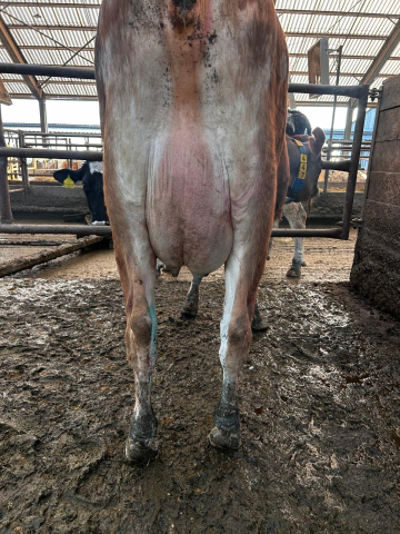 691447 921 Chihuahua 11